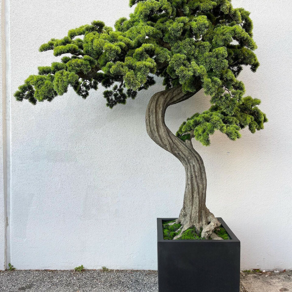 Premium large bonsai in block-M planter
