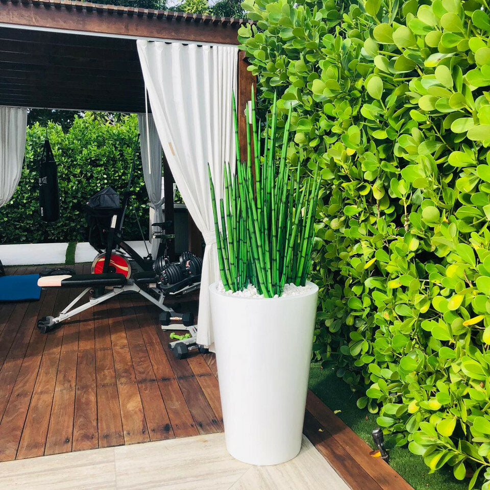 Premium Snake Plant (1.63m) with Belle L Planter