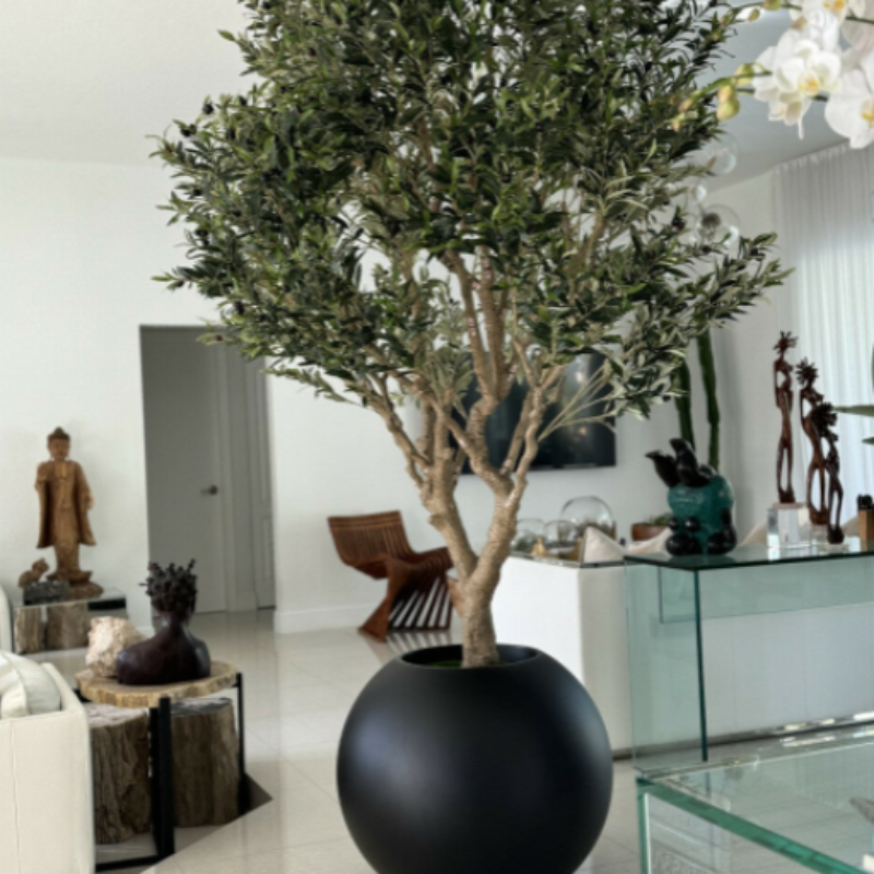 Premium olive tree in matt black pot