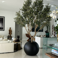 Premium olive tree in matt black pot