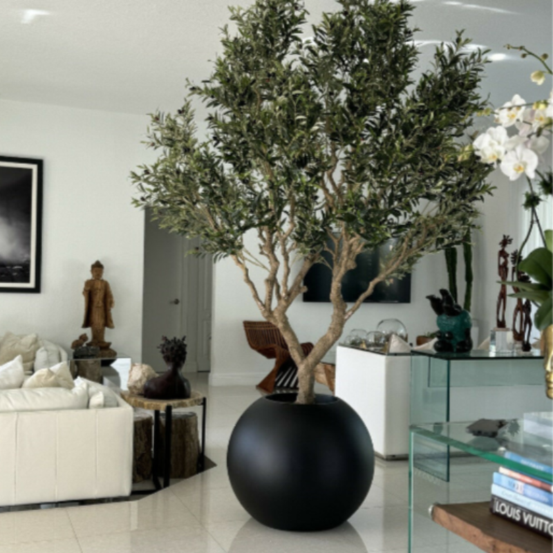 Premium olive tree in matt black pot
