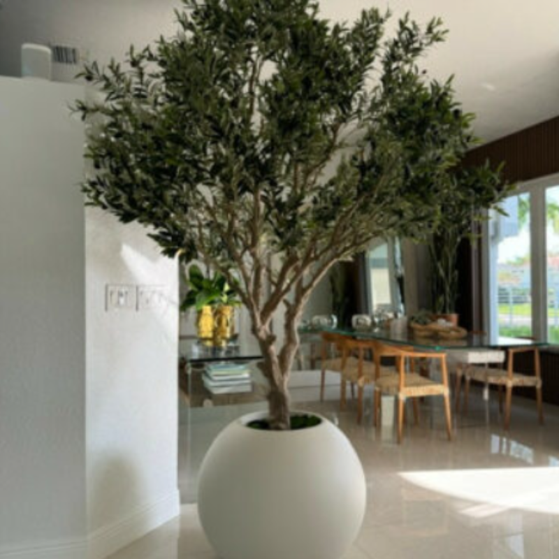Premium olive tree in a matte beige pot