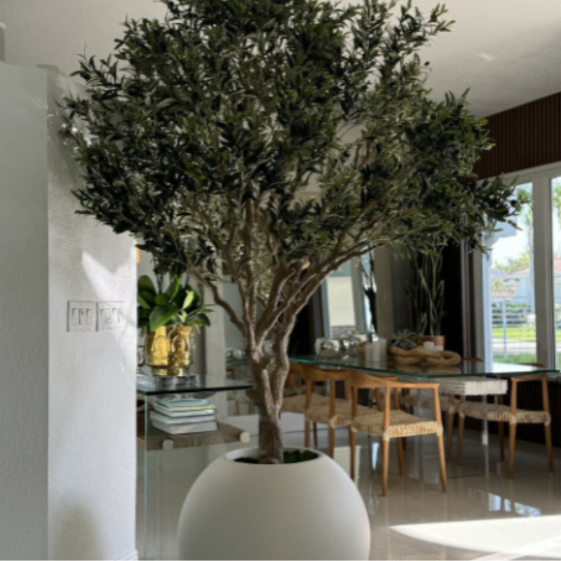 Premium olive tree in a matte beige pot