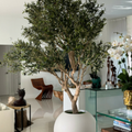 Premium olive tree in a matte beige pot