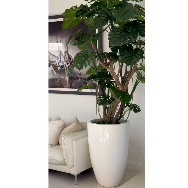 Premium Monstera Plant in a High-Gloss White Pot