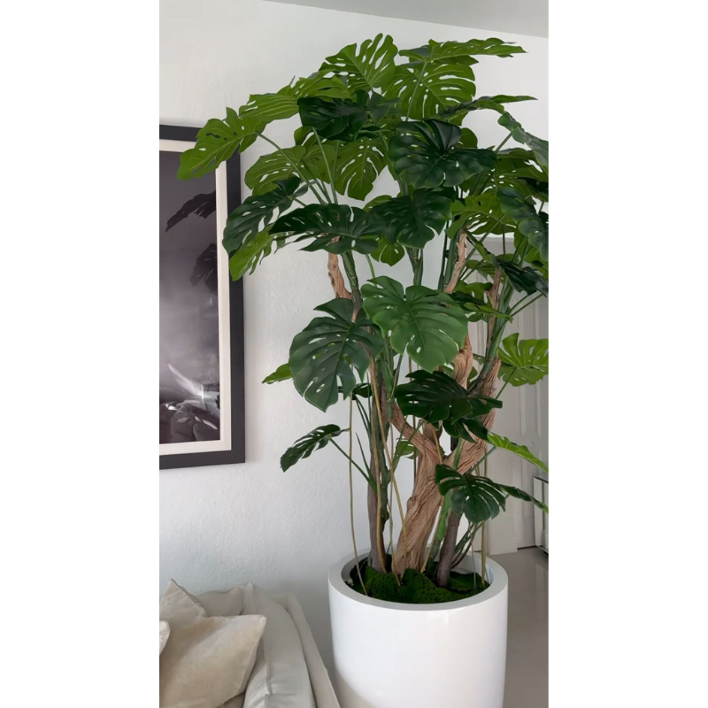 Premium Monstera Plant in a High-Gloss White Pot