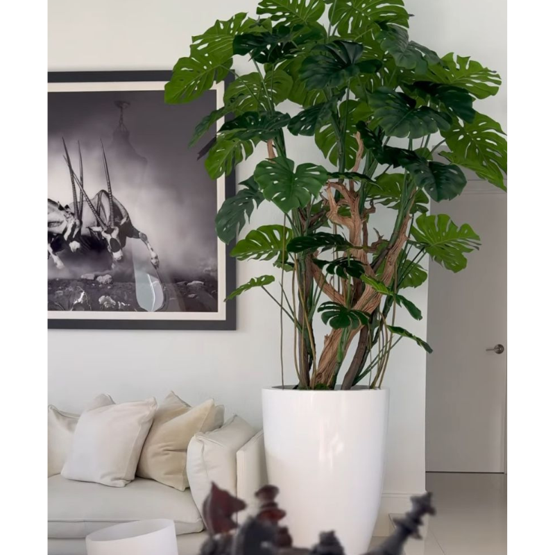 Premium Monstera Plant in a High-Gloss White Pot