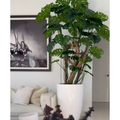 Premium Monstera Plant in a High-Gloss White Pot