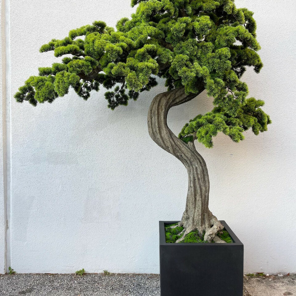 Premium large bonsai in block-M planter