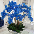 Premium Avenue-Schale mit blauen Phalaenopsis-Orchideen