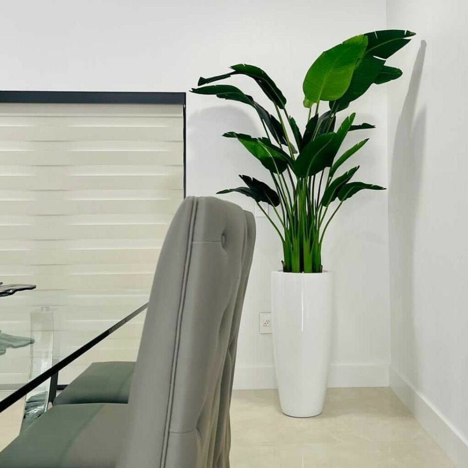 Premium 2,1 m Paradiesvogelblume mit Dax L Topf