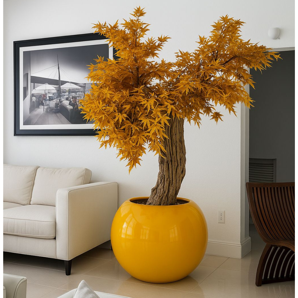 Premium Japanese Maple Tree