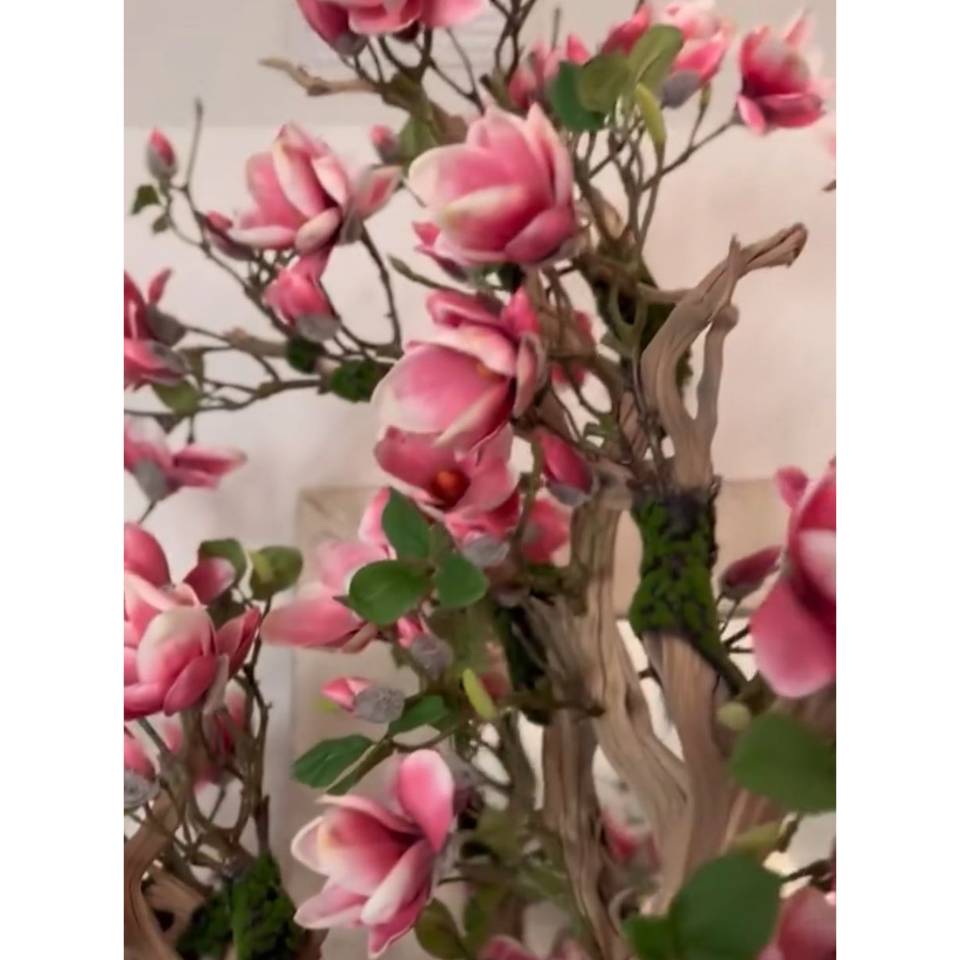 Premium Pink Magnolia Tree in St. Tropez Pot in Radiant White – New Release