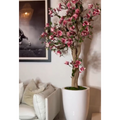 Premium Pink Magnolia Tree in St. Tropez Pot in Radiant White – New Release