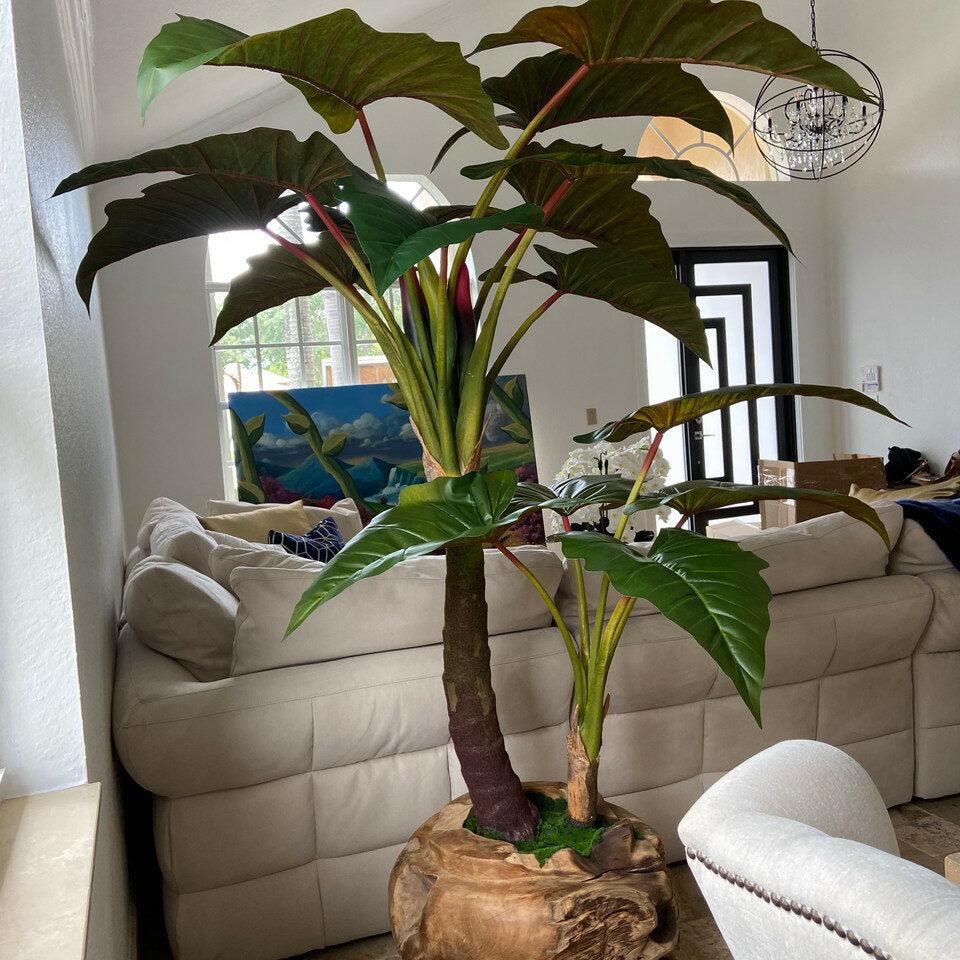 Premium Large Teak Bowl with Alocasia Plant