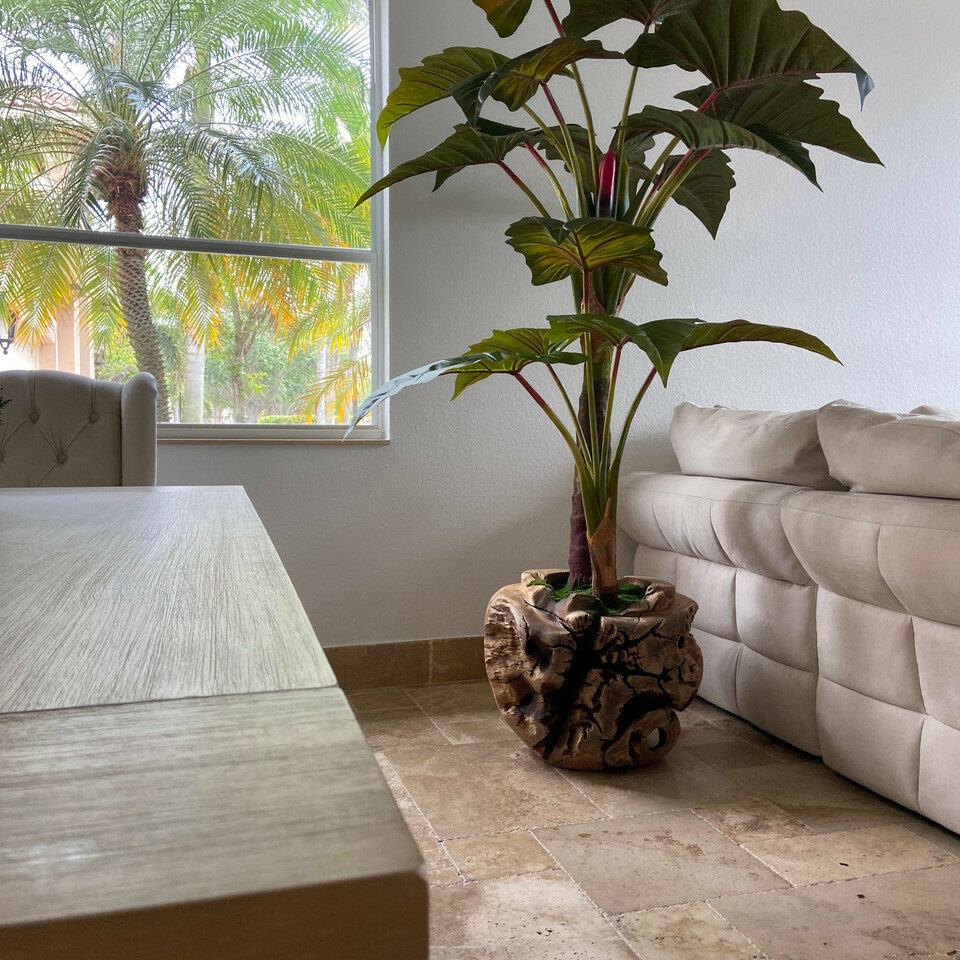 Premium Large Teak Bowl with Alocasia Plant