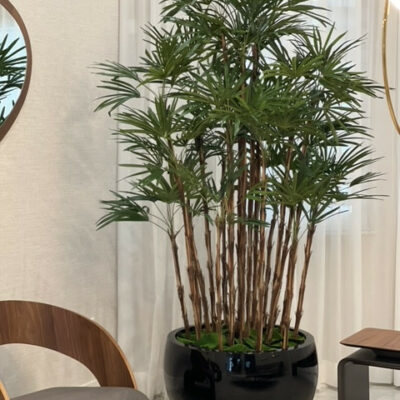 Premium Lady Palm in Black Terragona Planter