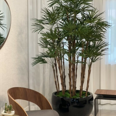 Premium Lady Palm in Black Terragona Planter