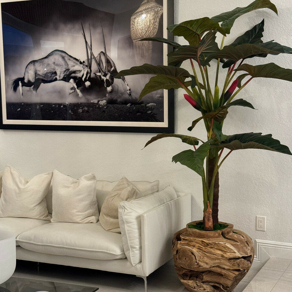 Premium Large Teak Bowl with Alocasia Plant