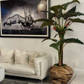Premium Large Teak Bowl with Alocasia Plant