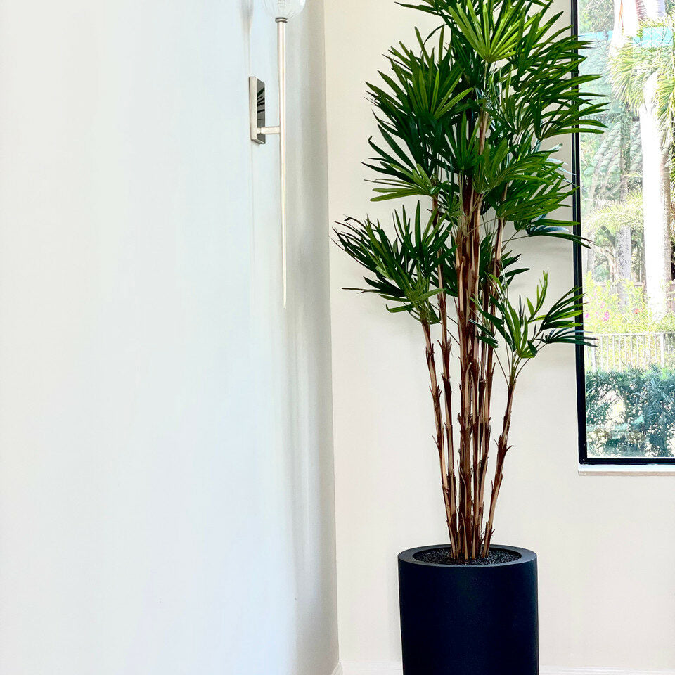Premium palm in XL pot (black)