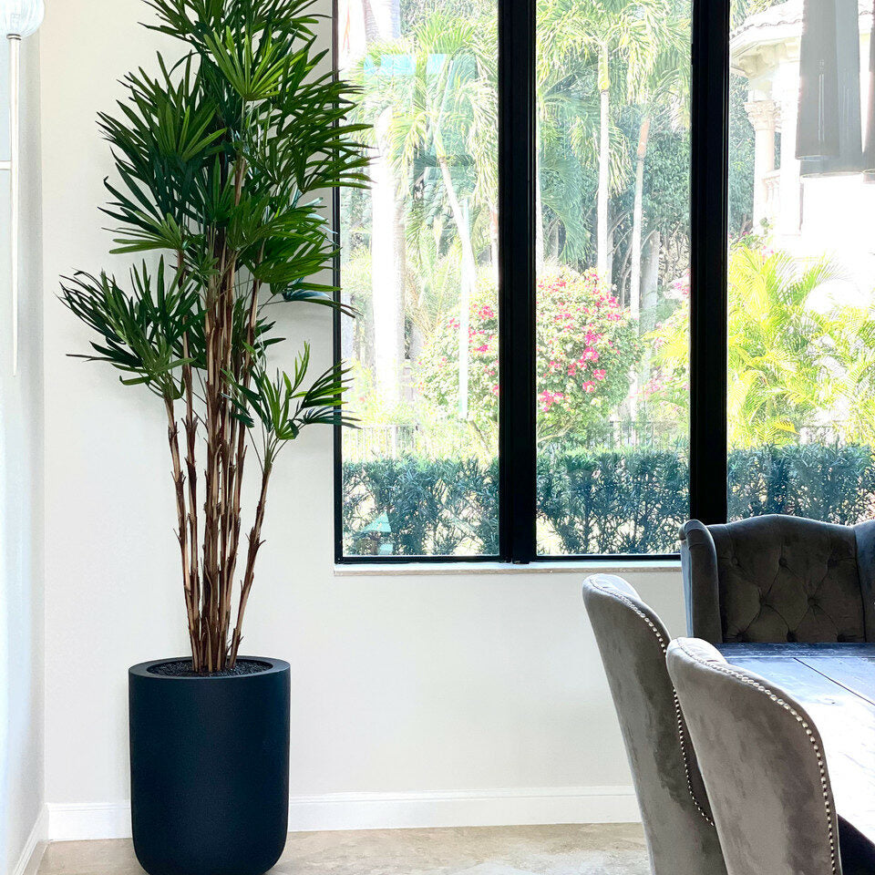Premium palm in XL pot (black)