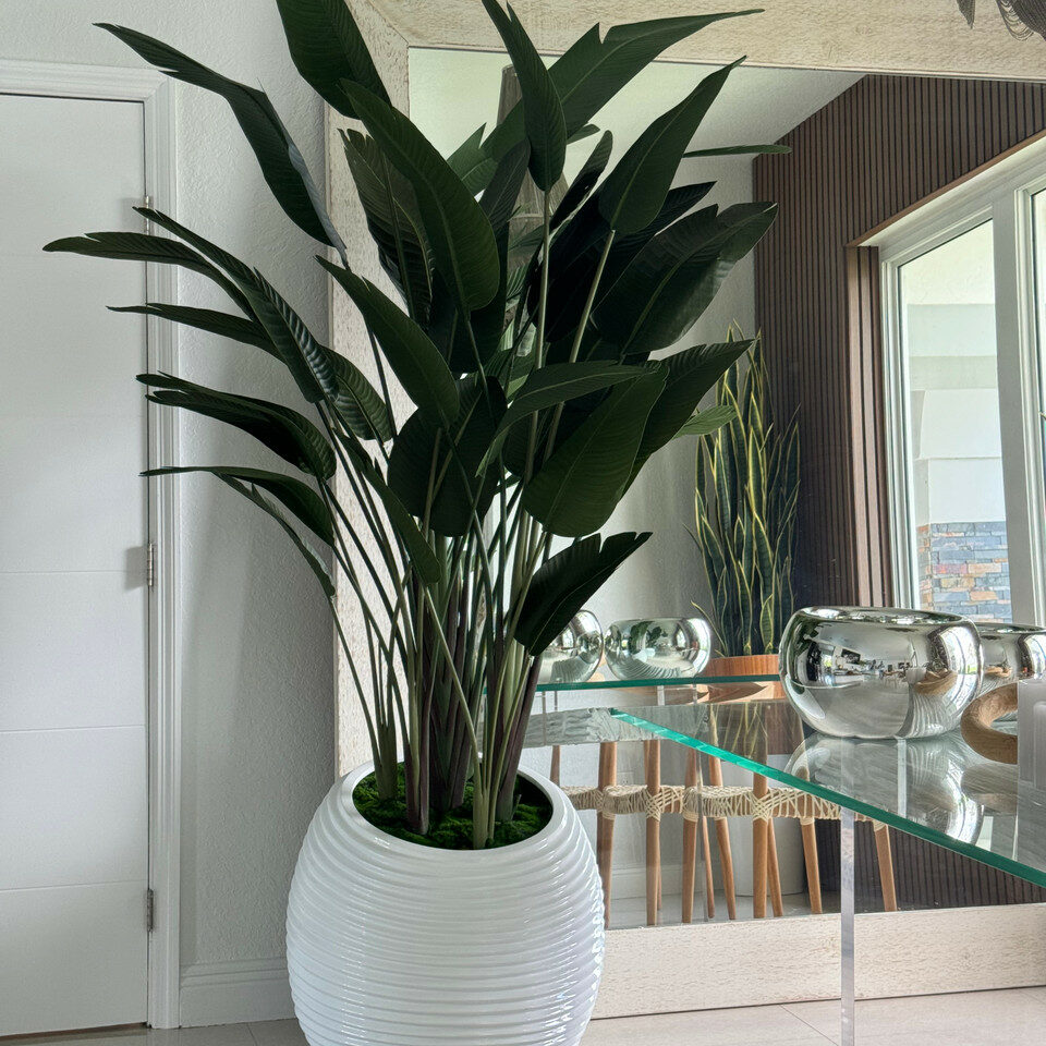 Premium Strelitzie in weißer Spiralvase