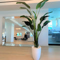 Premium Bird of Paradise (2.7 m) with Ben Planter in Gloss White