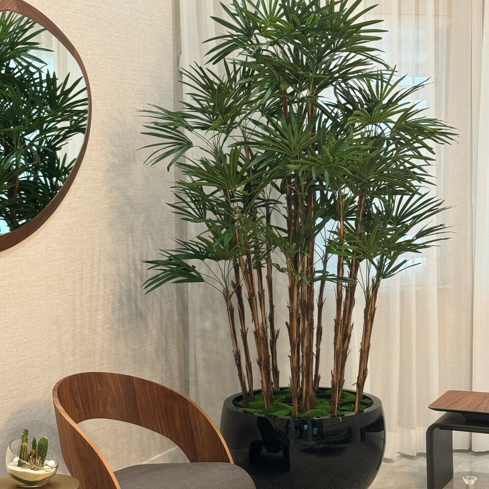 Premium Lady Palm in Black Terragona Planter