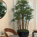 Premium Lady Palm in Black Terragona Planter