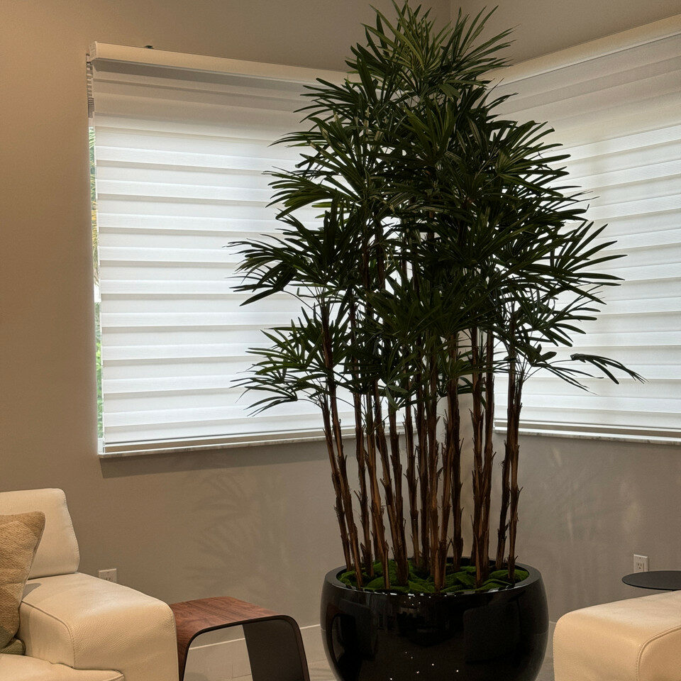 Premium Lady Palm in Black Terragona Planter