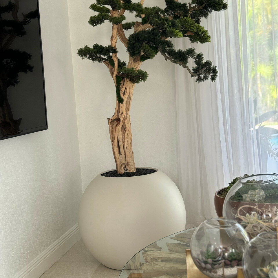 Premium Bonsai-Baum im kugelförmigen Pflanzgefäß – 180 cm, Satinbeige