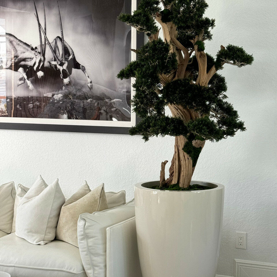 Premium Large Bonsai in Brannan Pot