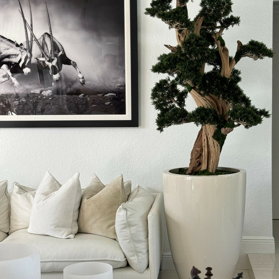 Premium Large Bonsai in Brannan Pot