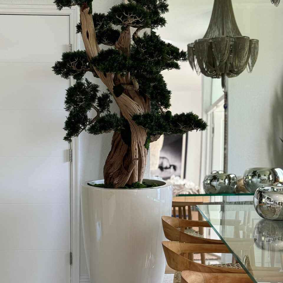 Premium Large Bonsai in Brannan Pot