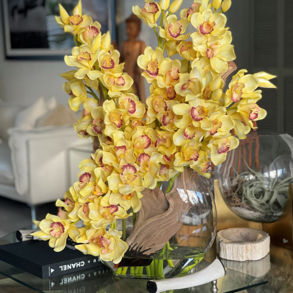Premium Yellow Cymbidium Orchids in Moon Vase