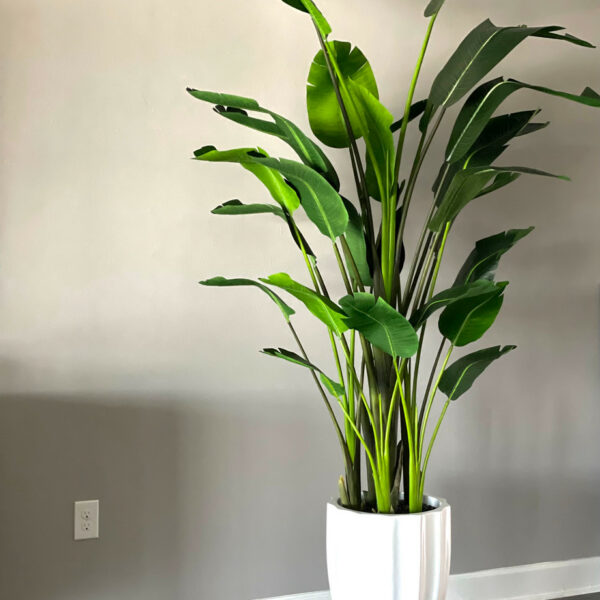 Premium Strelitzie (2,7 m)